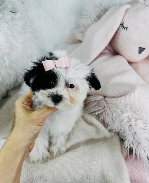 MALTIPOM MALTESE & POMERANIAN MIX MALE $950.00 #1744-4
