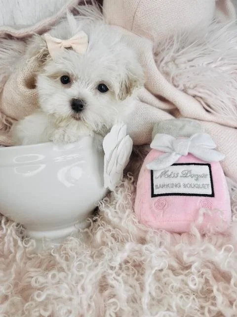 MALTESE PUPPY  NAN  $3,550.00     #175