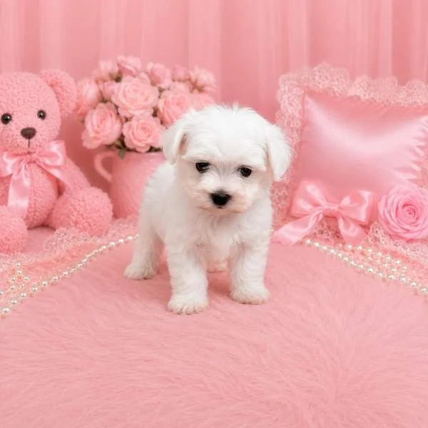 MARK   MALE MALTESE PUPPY     $3,050.00   #14747