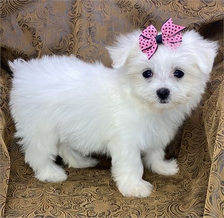 MINA FEMALE MALTESE DOG TEACUP/TINY TOY $3,550.00 #T114114-4