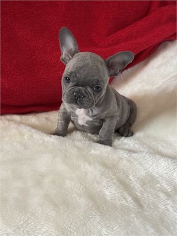 FRENCHIE  FEMALE  FANNY   $4,950.00   #1785-2