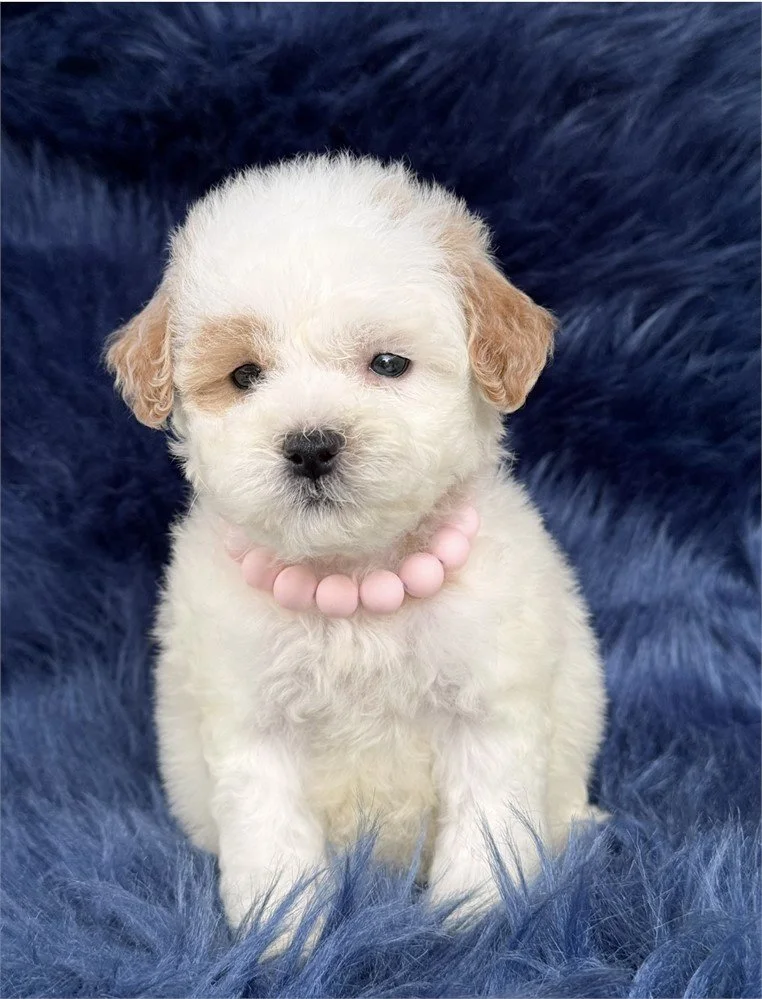 DORAL  FEMALE SHIHPOO   $3,550.00   #1577