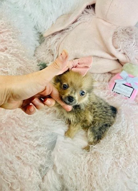 Pomeranian Pammy  Female  Teacup
