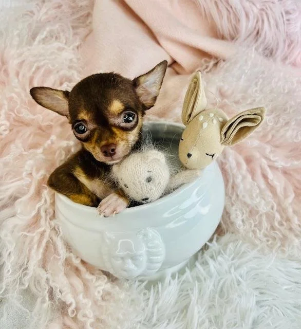 CHIHUAHUAS PUPPIES FOR SALE     TEACUP   CORY    $5,550.00    #1241-1