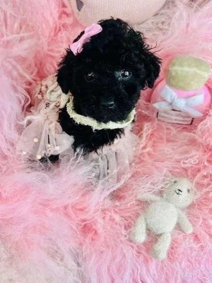 POODLE PUPPIES    FEMALE   PASHA    $3,050.00  #144