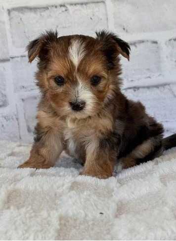 MORKIE FEMALE DOG TEACUP/TINY $3,950.00 #17777-7