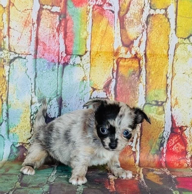 CHIHUAHUA FEMALE TEACUP DOG CATIE #4,550.00 #1224114-4