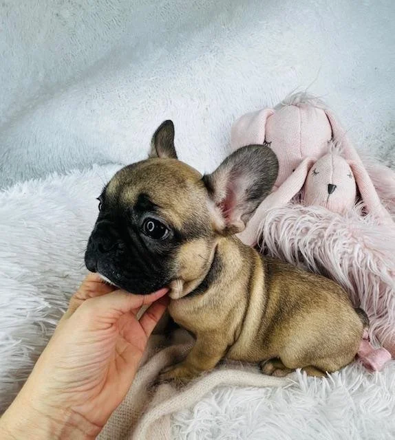 french-bulldog-235.jpg