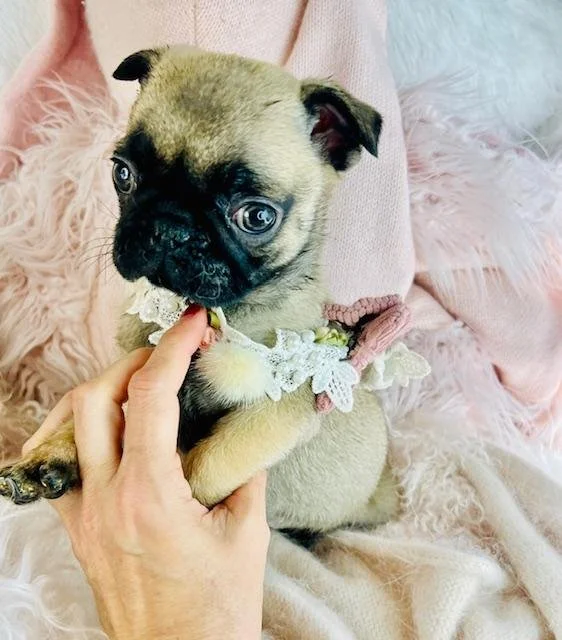 teacup puppies and pugs.jpg