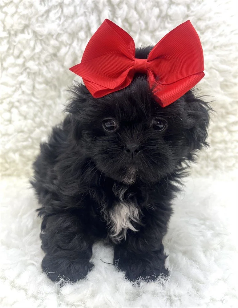 SHIH TZU PUPPIES FOR SALE   FEMALE   SHUGY    $2,050.00   #1785-5