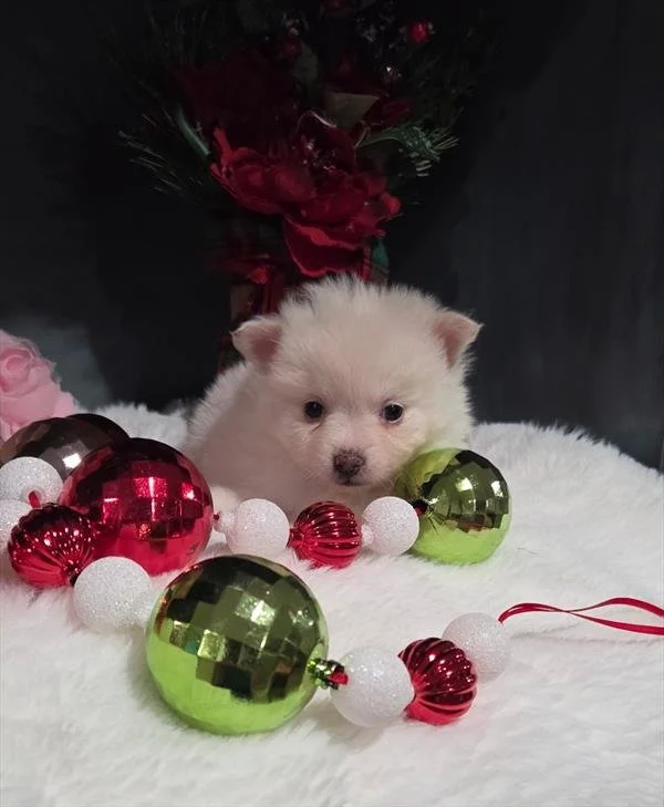 FEMALE POMERANIAN PUPPY  PADEN  $1,550.00  #T47454-4