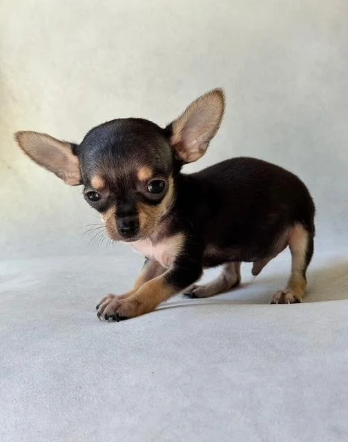 CHIHUAHUA  TEACUP     MALE   CODY    $3,950.00    #1121   SOLD