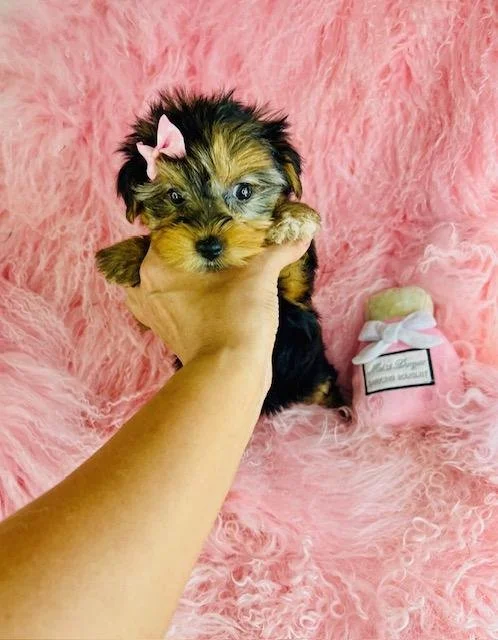 GEM   TEACUP   FEMALE PUPPY    $4,550.00   #1221