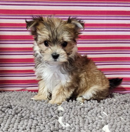 DARK  FEMALE    TEACUP MORKIE     $3,950.00      #141