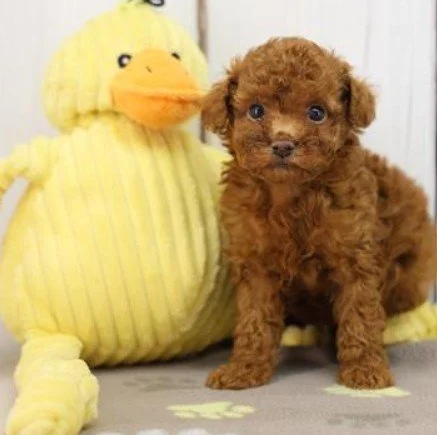 PIPPA    MINI  FEMALE POODLE DOG     $3,950.00      #115
