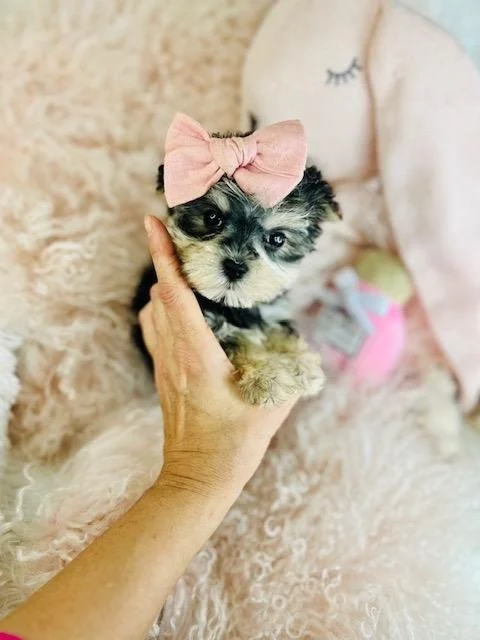 Morkie perrito de tasita de te para la venta en miami florida.jpg