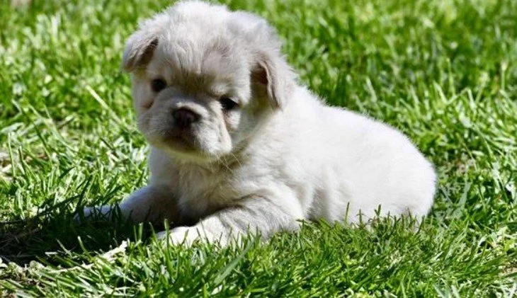 MINI FLUFFY FRENCHIE  FEMALE  FRANIE  $4,550.00   #1473