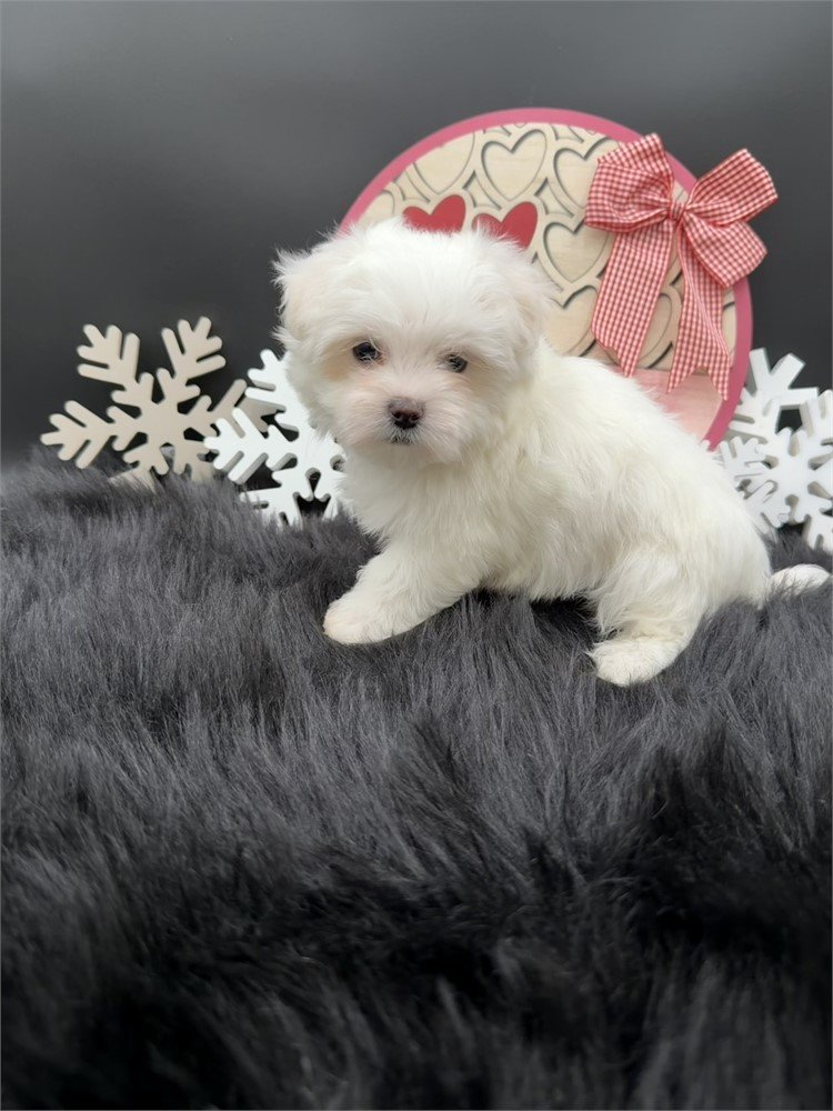 MALTESE PUPPY    NOBEL   $2,950.00     #T133511-2   SOLD