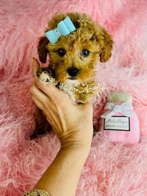 PIP    TEACUP MALE POODLE DOG     $3,950.00      #115