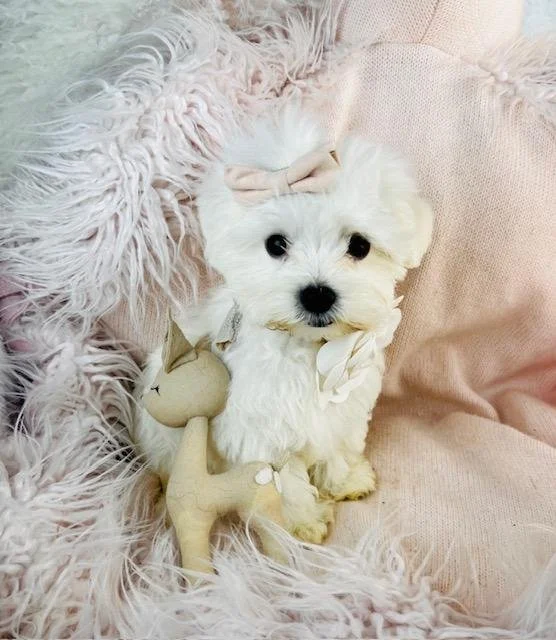 TEACUP/TINY TOY  MALTESE PUPPY   NELLY $3,950.000      #T114477-7