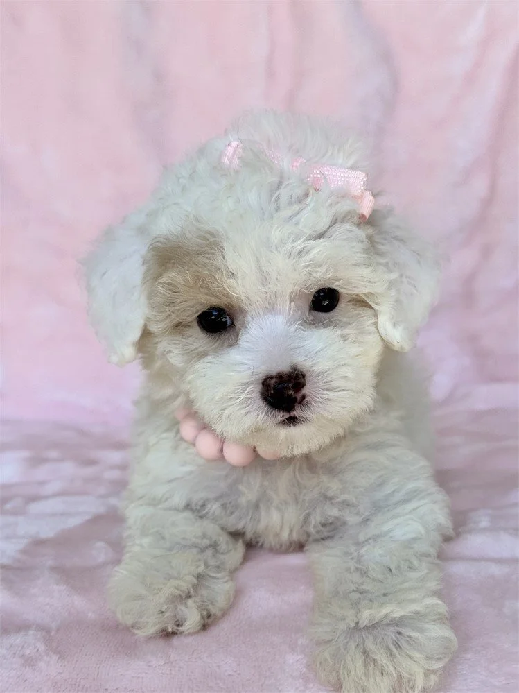 PIP    TEACUP  FEMALE POODLE DOG     $3,050.00      #115
