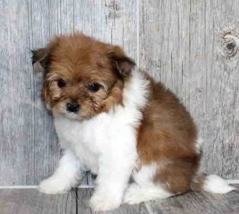 DERCIKA  POMAPOO    $3,950.00      #123854-7