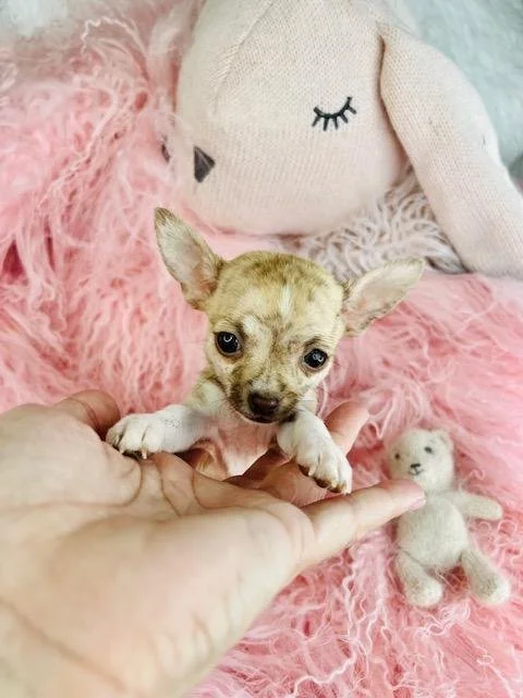 teacups and toys, Chihuahuas.jpg