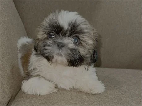 MALE SHIH TZU PUPPY   SOY     $2,650.00   #T154-9   SOLD