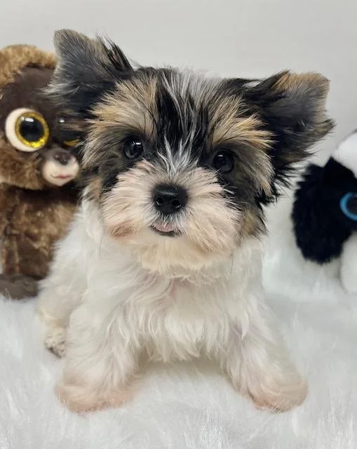 TEACUP/POCKETBOOK JILLIANA BIEWER YORKIE $6,550.00 #T1787-7