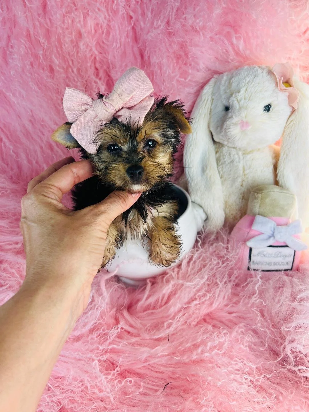 TEACUP  YORKIE  FEMALE   GWENN    $3,950.00   #1744