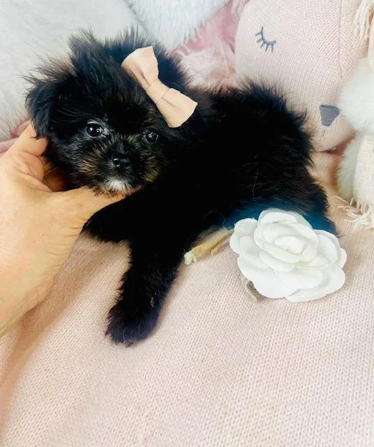 POM/SHIHTZU     TEACUP/TINY TOY    DOT  FEMALE    $2,550.00   #18797-7