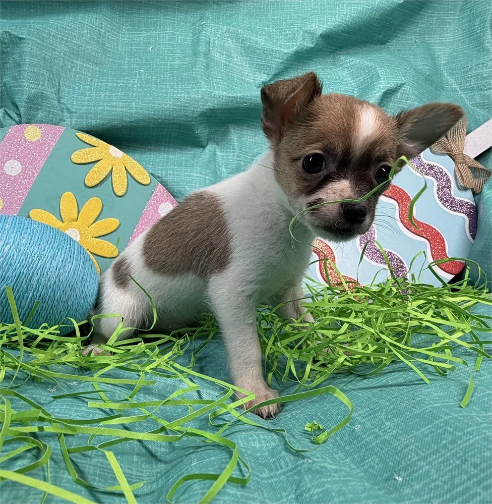 CHIHUAHUAS PUPPIES FOR SALE    CODY  $3,050.00   #141