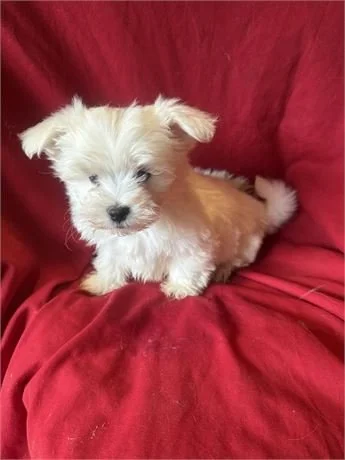 MALTESE PUPPY   OPIUM   $2,699.00     #T1744-4   SOLD