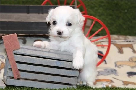 MALTESE PUPPY   MOR     $2,950.00   #174