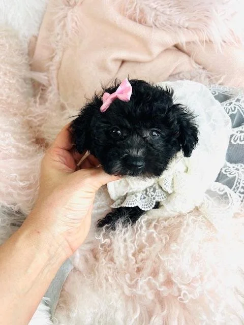PIPPA     FEMALE POODLE DOG     $1,950.00      #11554-8
