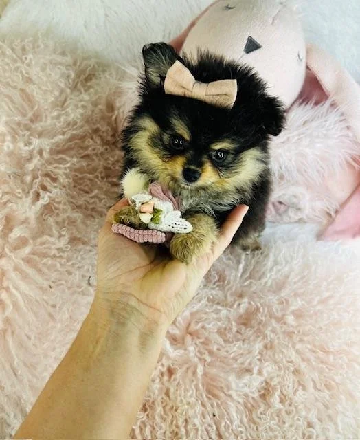 PICKLES    $3,950.00   #T125-7