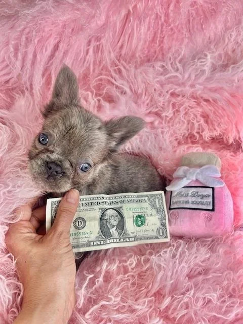 MINI FLUFFY FRENCH BULLDOG  MALE   FABIS    $4,950.00       #1112