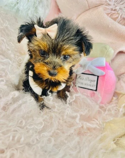 YORKIE TEACUP/POCKETBOOK  FEMALE     JENIA   $4,950.00   #183