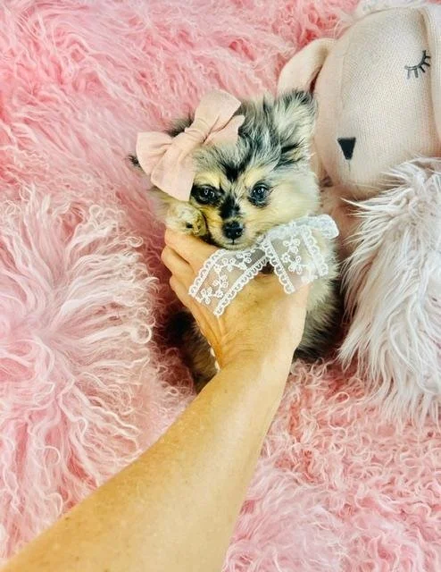 PICKLES   FEMALE  POMERANIAN    $3,950.00   #187