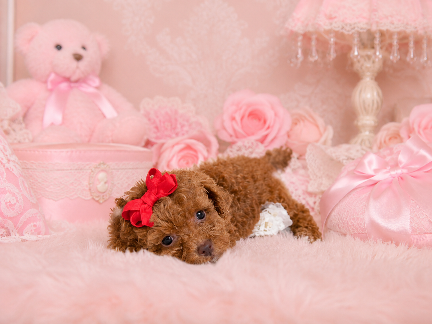 PANDA    POODLE   FEMALE PUPPY      $3,950.00   #185