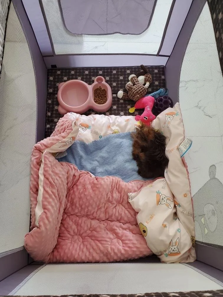 client puppy 11.jpeg