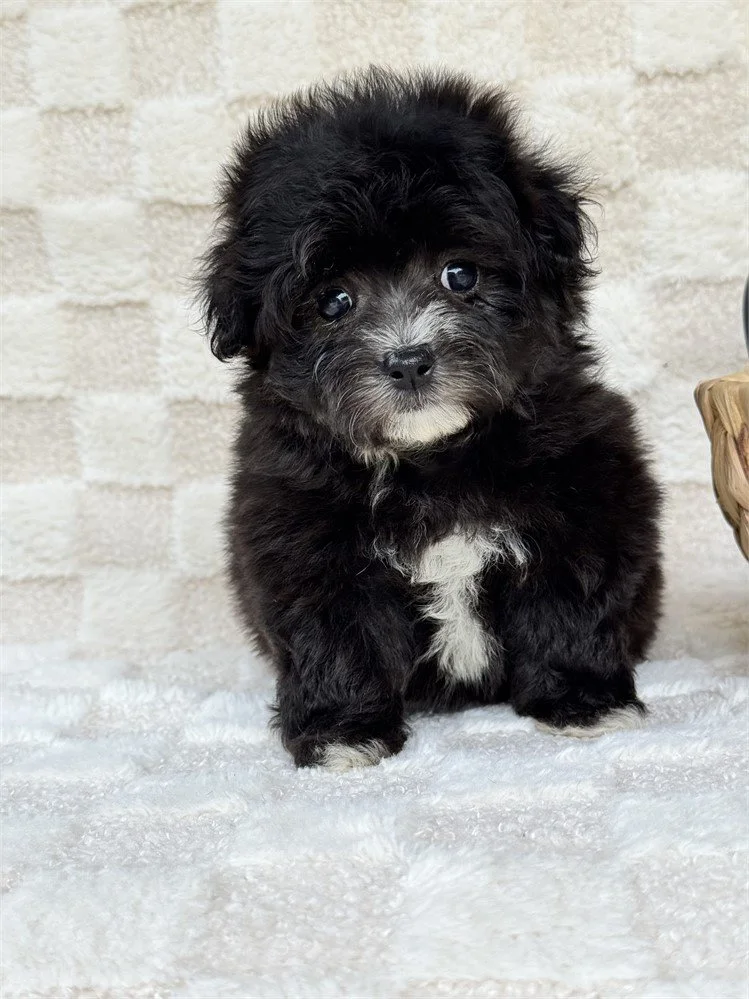 DORAL  FEMALE TINY MALTIPOO  $3,050.00   #1577