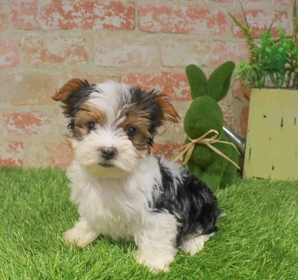 JOR    MALE BIEWER YORKSHIRE TERRIER    $3,950.00   #178