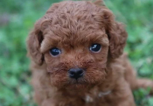 DONN  CAVAPOO   MALE   $3,550.00   #155