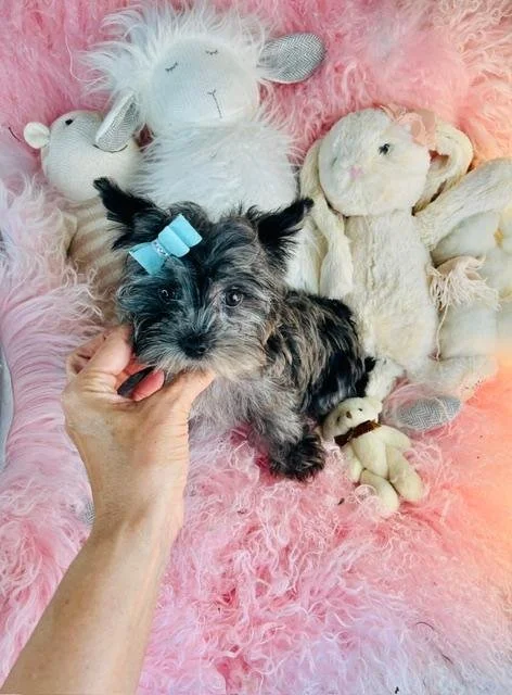 JAM   TEACUP MALE YORKSHIRE TERRIER     $2,550.00     #14