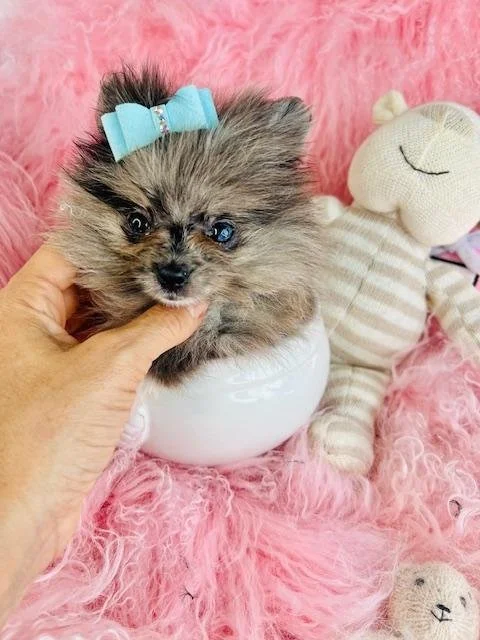 POMERANIAN FEMALE PUPPY  PINKY   TEACUP   $4,950.00      #122