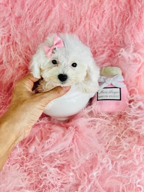 POODLE  TEACUP/POCKET   FEMALE PUPPY    PANDA  $4,550.00     #185