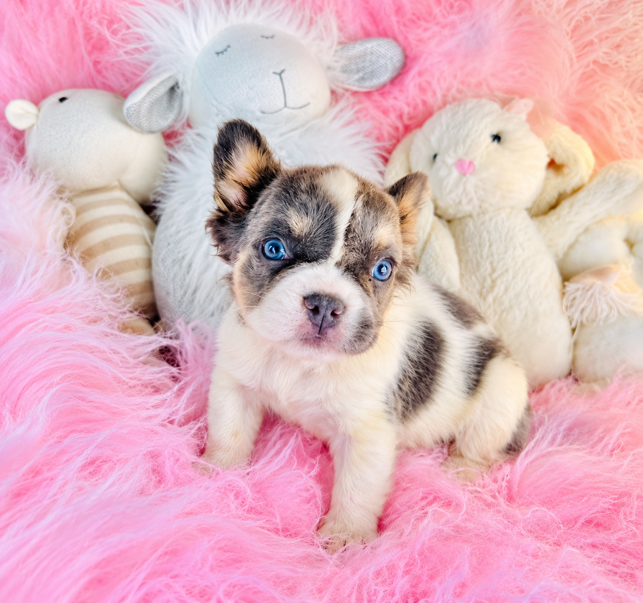 FOX   MALE   FRENCH BULLDOG MINI   $4,250.00    #1274