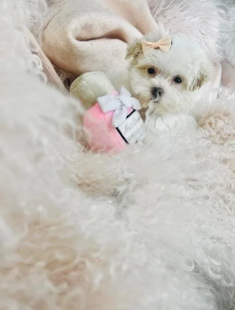 maltese female dog.jpg