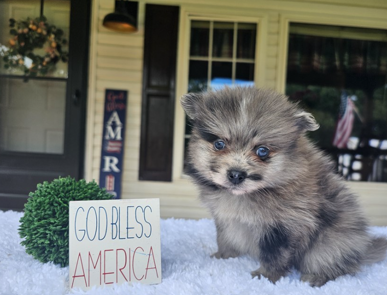 MALE   POMERANIAN   PRINCE    $3,950.00    #1122
